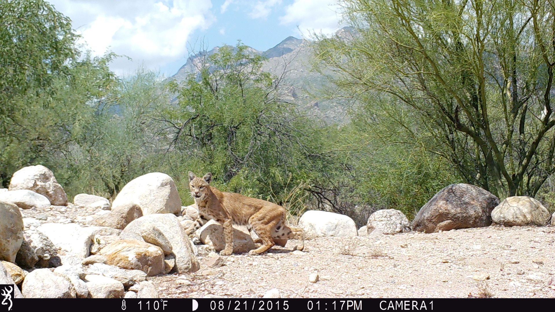 Backyard bobcats